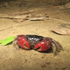 Neosarmatium indicum