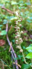Goodyera repens