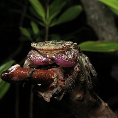 Metopograpsus latifrons