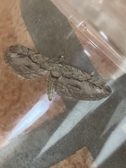 Eupithecia phoeniceata