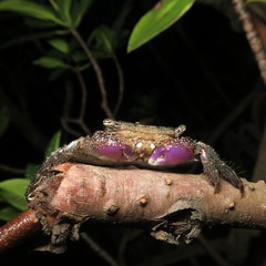 Metopograpsus latifrons