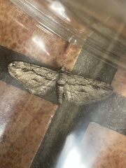 Eupithecia phoeniceata