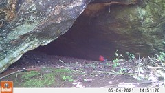 Spermophaga ruficapilla