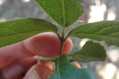 Elaeodendron zeyheri