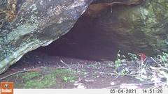 Spermophaga ruficapilla