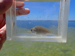 Eucinostomus gula