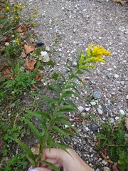 Solidago canadensis