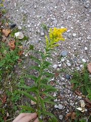 Solidago canadensis