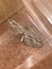 Eupithecia phoeniceata