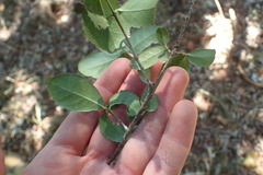 Elaeodendron zeyheri