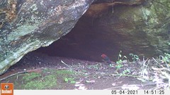 Spermophaga ruficapilla