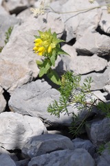 Rhinanthus glacialis