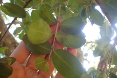 Elaeodendron zeyheri