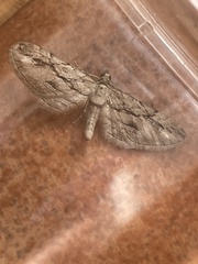 Eupithecia phoeniceata