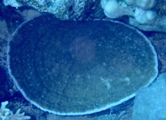Podabacia sinai