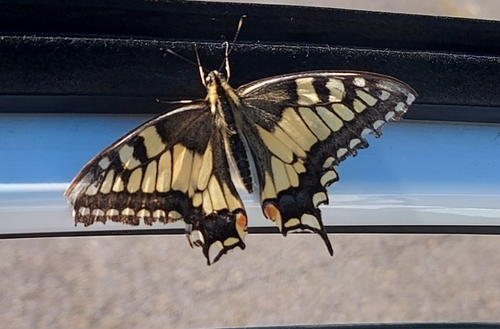 Papilio machaon