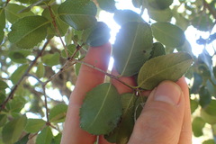 Elaeodendron zeyheri
