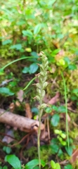 Goodyera repens