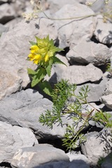 Rhinanthus glacialis