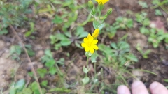 Blackstonia perfoliata