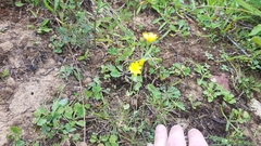 Blackstonia perfoliata