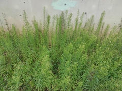 Erigeron canadensis