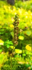 Goodyera repens