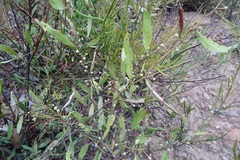 Acacia verniciflua