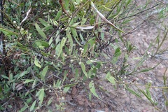 Acacia verniciflua