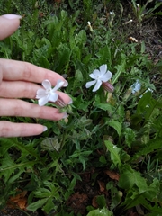 Silene latifolia alba