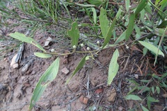 Acacia verniciflua