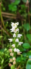 Goodyera repens