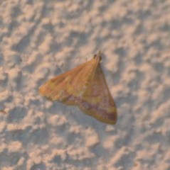 Pyrausta pseudonythesalis