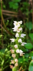 Goodyera repens