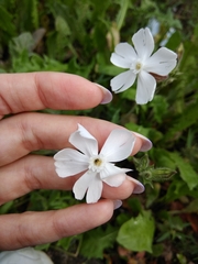 Silene latifolia alba