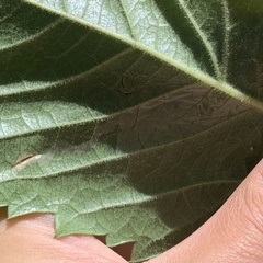 Phyllocnistis ampelopsiella