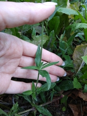 Silene latifolia alba