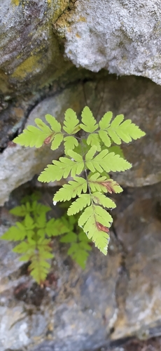 Image of Nahanni Oak Fern (Gymnocarpium continentale) by no rights reserved