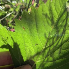 Phyllocnistis ampelopsiella