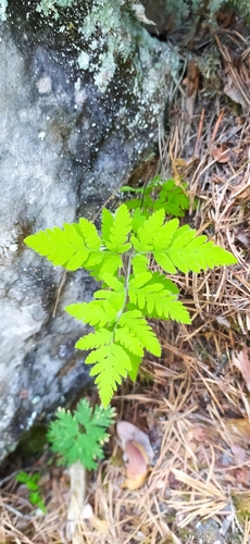 Image of Nahanni Oak Fern (Gymnocarpium continentale) by no rights reserved