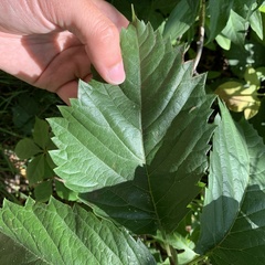 Phyllocnistis ampelopsiella