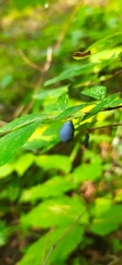 Lonicera caerulea pallasii