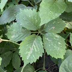 Phyllocnistis vitifoliella