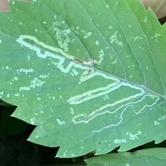 Phyllocnistis vitifoliella