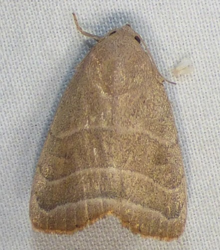 Straight-lined Mallow Moth photo 4