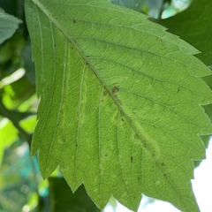 Phyllocnistis vitifoliella