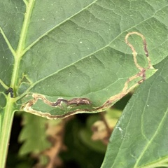 Phyllocnistis vitifoliella