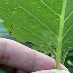 Phyllocnistis vitifoliella