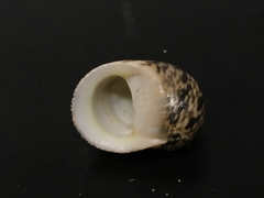 Nerita undata