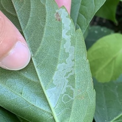 Phyllocnistis ampelopsiella
